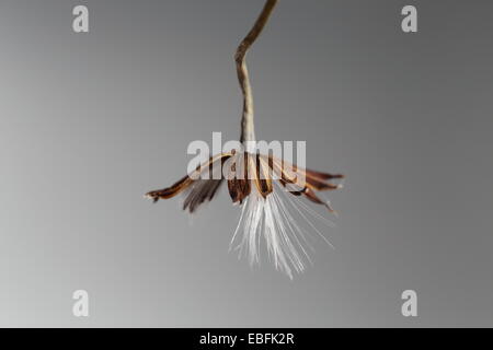 Fading Flowerhead Senecio Stapeliiformis, eine südafrikanische sukkulenten Arten Stockfoto