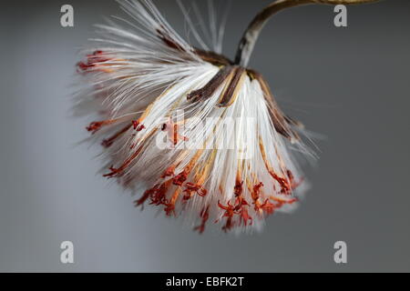 Fading Flowerhead Senecio Stapeliiformis, eine südafrikanische sukkulenten Arten Stockfoto