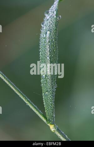 Morgentau auf einzelne Grass Stamm. Stockfoto