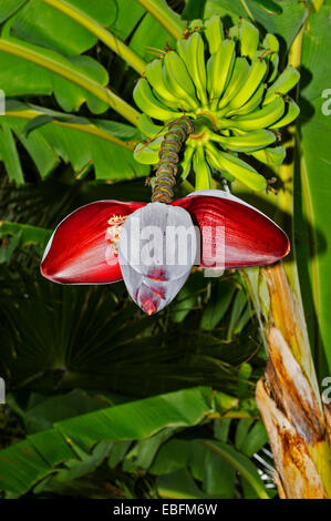 WESPE ERNÄHREN SICH VON NEKTAR AUS BANANE BLUME MUSA ACUMINATA Stockfoto