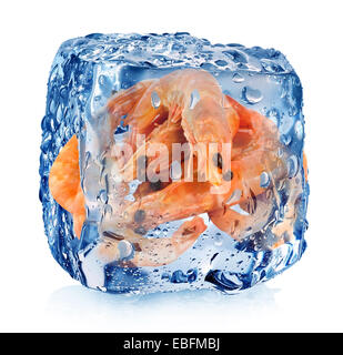 Garnelen in Eiswürfel isoliert auf weiss Stockfoto