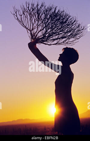 Frau mit Beifuß, Sonnenuntergang, Sonora-Wüste in Arizona Stockfoto