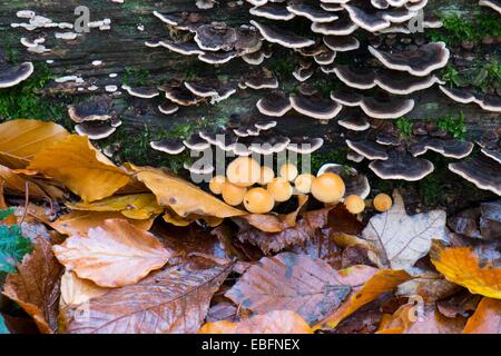 Turkeytail Halterung Pilz und Laub. Stockfoto