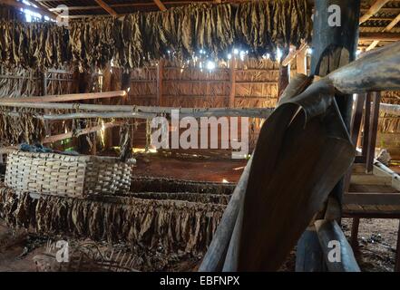 Tabakblätter hängen zum Trocknen in eine Scheune auf einer Plantage in der Region Vinales, Kuba Stockfoto