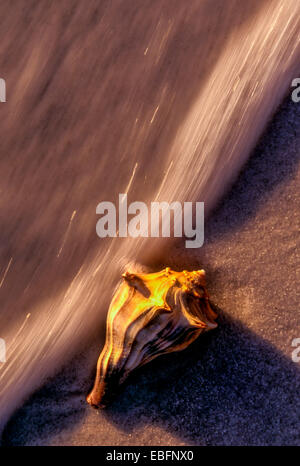 Genoppten Wellhornschnecke im späten Nachmittag Sonnenlicht wird durch Wellen entlang einer warmen Strandlage umspült. Stockfoto