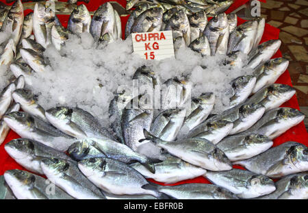 Snapper Fisch in Eis auf einem Marktstand in Istanbul, Türkei Stockfoto