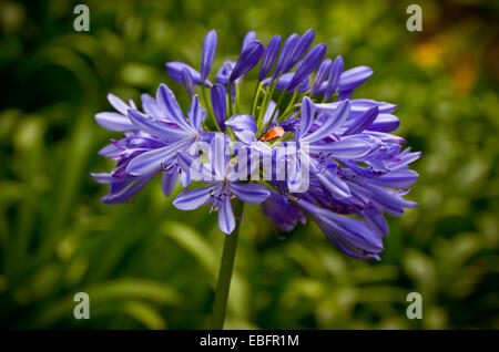 Nahaufnahme der Blüten der blaue Schmucklilie (Agapanthus Africanus) Stockfoto