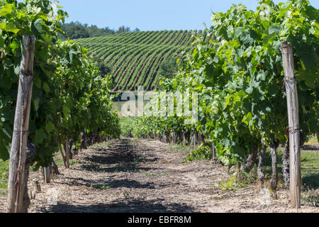 Die Sonne scheint auf die Weinberge am Domaine Sarrabelle in der Nähe von Gaillac in Midi-Pyrénées in Frankreich wie die Trauben wachsen. Stockfoto