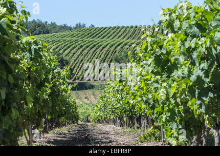 Die Sonne scheint auf die Weinberge am Domaine Sarrabelle in der Nähe von Gaillac in Midi-Pyrénées in Frankreich wie die Trauben wachsen. Stockfoto