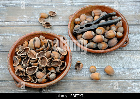 Corylus Avellana, Kentisch Kopfnüsse oder Haselnuss in Vintage Terrakotta-Schüssel mit altem Nussknacker und Schalen in passenden Schüsseln. Stockfoto