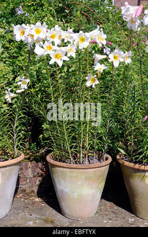 Lilium Regale in Terrakotta-Topf, Garten in Hertfordshire Stockfoto