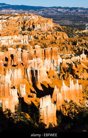 Bryce Amphitheater Hoodoos im Abendlicht. Bryce-Canyon-Nationalpark, Utah, USA. Stockfoto