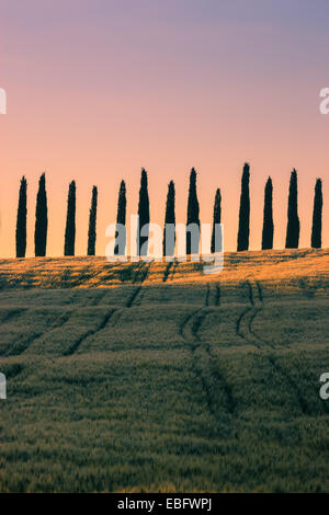 Im Herzen der Toskana in der Nähe von einigen berühmten Zypressen Agriturismo Poggio Covili Stockfoto