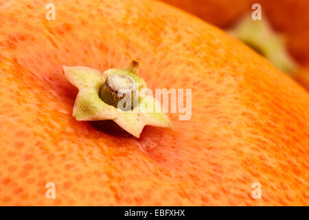 Grapefruit-Stamm-Makro Stockfoto
