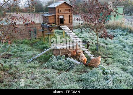 Haustier Hühner und erhöhten Hühnerstall bei frostigen Wetter Stockfoto