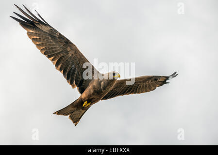 Schwarzmilan (Milvus Migrans) fliegen in den Krater Ngorongoro Nationalpark, Tansania Stockfoto