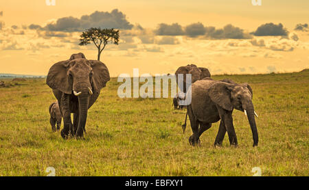 Eine Herde Elefanten (Loxodonta Africana) mit zwei Babys, Masai Mara National Reserve, Kenia Stockfoto