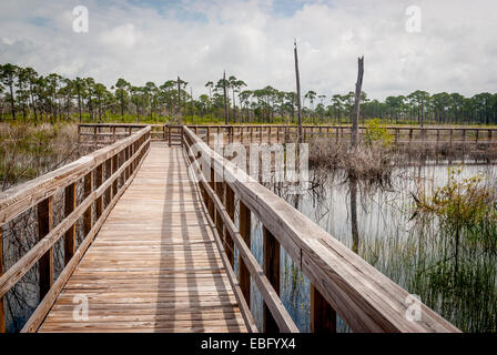 Ein Blick auf die Süßwasserfeuchtgebiete und Pinienwälder von Centennial Trail in Bon Secour National Wildlife Refuge in Alabama Stockfoto