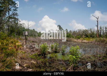 Eine Brautente Nistkasten ein Feuchtgebiet in Bon Secour National Wildlife Refuge entlang der Halbinsel von Fort Morgan in Alabama in der Nähe Stockfoto