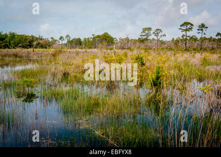 Ein Blick auf die Süßwasserfeuchtgebiete und Pinienwälder von Centennial Trail in Bon Secour National Wildlife Refuge in Alabama Stockfoto