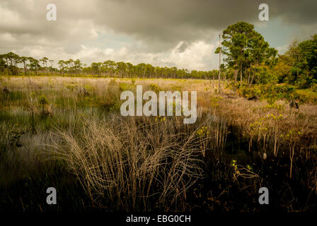 Ein Blick auf die Süßwasserfeuchtgebiete und Gestrüpp Hängematten aus der Centennial Trail in Bon Secour National Wildlife Refuge in Alabama Stockfoto