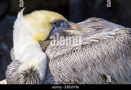 Braune Pelikan (Pelecanus Occidentalis) ist immer bereit zu schlafen mit Schnabel unter Flügel, Galveston, Texas, USA. Stockfoto