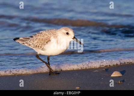 Sanderling (Calidris Alba) im Winterkleid an der Ozeanküste bei Sonnenuntergang. Galveston, Texas, USA. Stockfoto