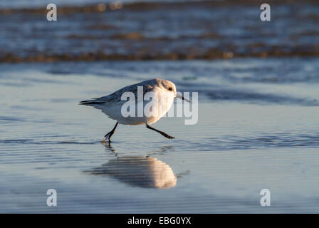 Sanderling (Calidris Alba) im Winterkleid, die auf die Küste des Ozeans. Galveston, Texas, USA. Stockfoto