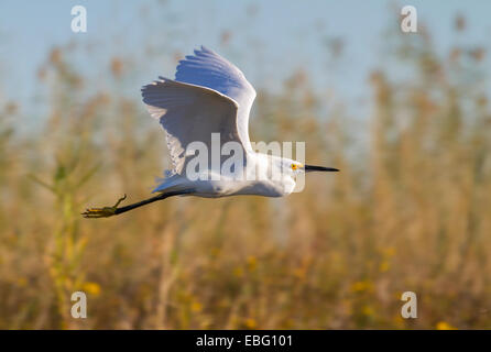 Snowy Silberreiher (Egretta unaufger) fliegen über Küste, Galveston, Texas, USA Stockfoto