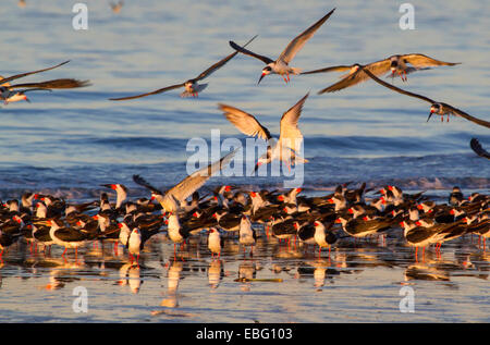 Eine Herde von schwarzen Skimmer (Rynchops Niger) am Ocean Beach bei Sonnenuntergang, Galveston, Texas, USA. Stockfoto