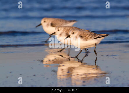 Eine Gruppe von Sanderlinge (Calidris Alba) im Winterkleid läuft auf der Ozeanküste bei Sonnenuntergang. Galveston, Texas, USA. Stockfoto