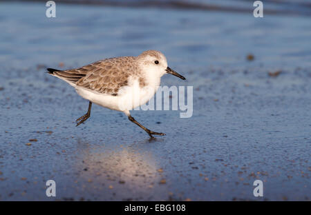 Sanderling (Calidris Alba) im Winterkleid, die auf die Küste des Ozeans. Galveston, Texas, USA. Stockfoto