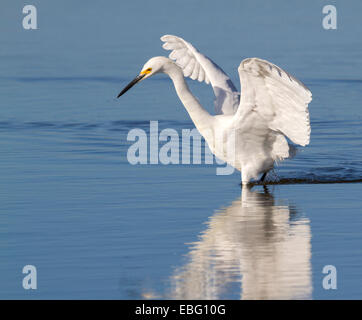 Snowy Silberreiher (Egretta unaufger) auf Nahrungssuche in einem See, Galveston, Texas, USA. Stockfoto