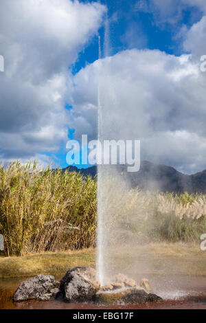 Old Faithful Geysir von Kalifornien. Calistoga, Kalifornien Stockfoto