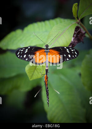 Paarung Tiger Longwing Schmetterlinge. Stockfoto