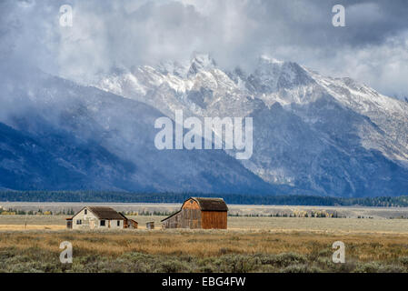 Mormonen-Zeile im Grand Teton National Park im Herbst in Wyoming Stockfoto