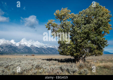 Antilope Wohnungen im Grand Teton National Park im Herbst in Wyoming, USA Stockfoto