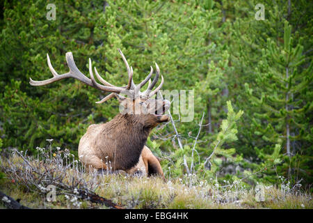 Hallten Stier Elch im Yellowstone-Nationalpark, Wyoming Stockfoto