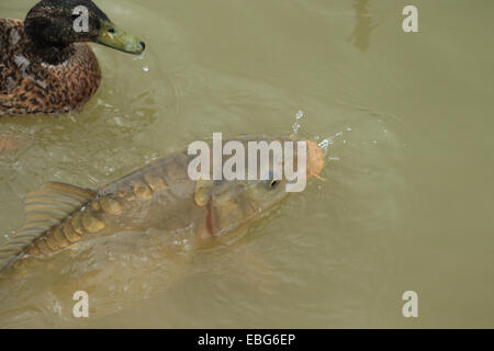 Spiegelkarpfen (Cyprinus Carpio Carpio) Stockfoto