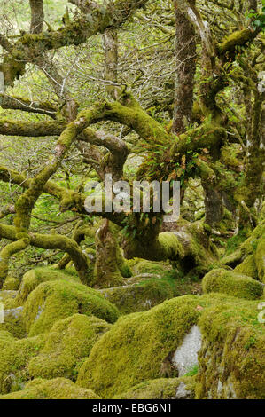 Moos bedeckt Granit Findlinge & Eichen mit epiphytischen Moosen, Flechten und Farne Wistman Holz, Dartmoor, Devon Stockfoto