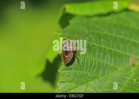 Rotbeinige Shieldbug (Pentatoma Art) Stockfoto