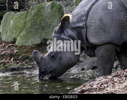 Mehr ein-gehörnte Panzernashorn (Rhinoceros Unicornis), Nahaufnahme des Kopfes beim Trinken Stockfoto