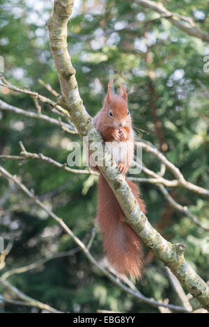 Eichhörnchen: Sciurus Vulgaris. In Gefangenschaft. Stockfoto
