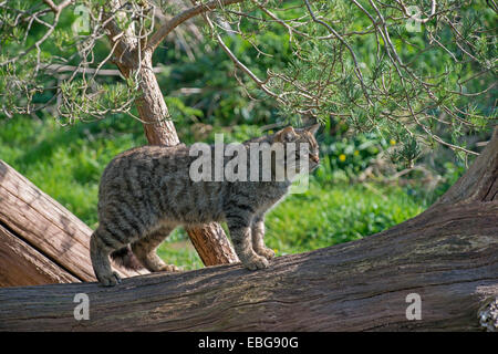 Wildkatze: Felis Silvestris. Gesteuert Stockfoto