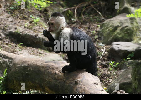 Gescheckte Kapuziner (Cebus Capucinus) auf einem Ast AKA White-faced oder weißer-throated Kapuziner Affen Stockfoto