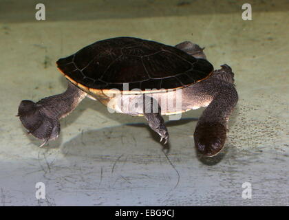 Roti Island Schlange-necked Turtle (Chelodina Mccordi), eine bedrohte Art, aufgenommen im Zoo Dierenpark Amersfoort Stockfoto