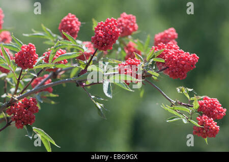 Roter Holunder (Sambucus Racemosa), Nida, Kurische Nehrung, Landkreis Klaipėda, Litauen Stockfoto