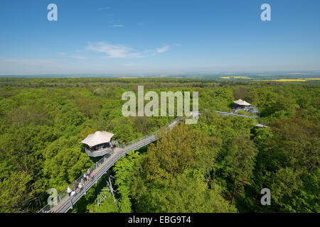 Baumkronenpfad oder Canopy Walk Weg im Frühjahr Wald, Nationalpark Hainich, Thüringen, Deutschland Stockfoto