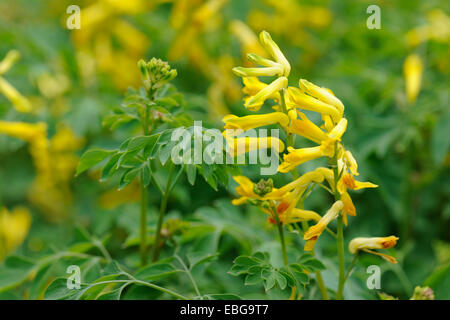 Gelb, Corydalis (Corydalis Lutea, Pseudofumaria Lutea), Blüten und Blätter in den südlichen Alpen heimisch Stockfoto