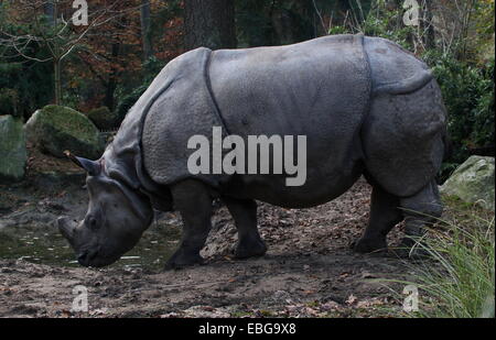 Mehr ein-gehörnte Panzernashorn (Rhinoceros Unicornis) Stockfoto